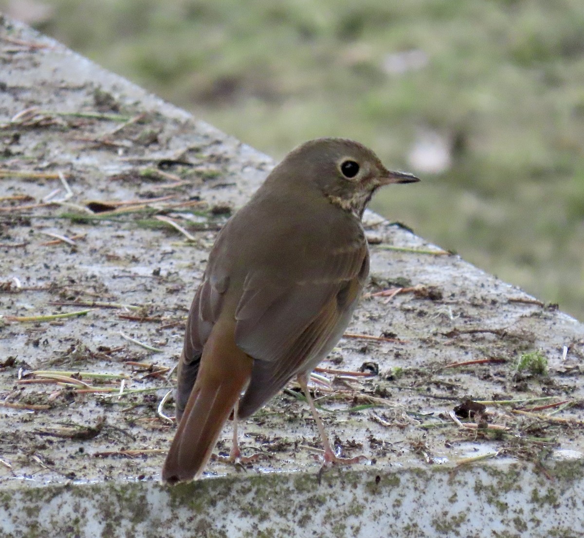 Hermit Thrush - ML643624117