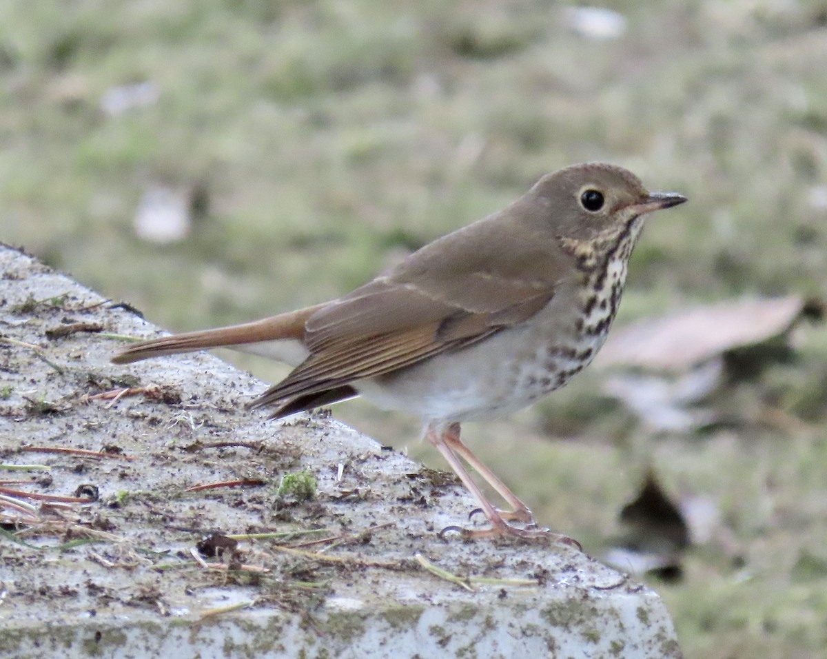 Hermit Thrush - ML643624118