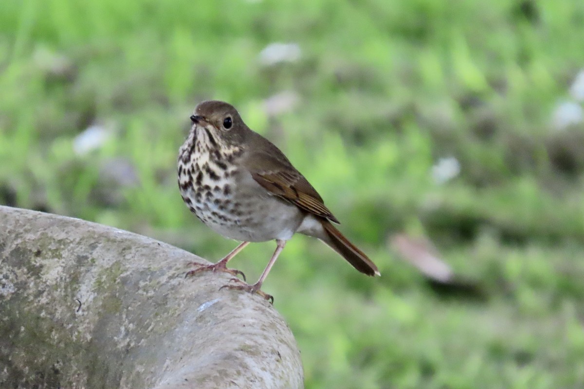 Hermit Thrush - ML643624119