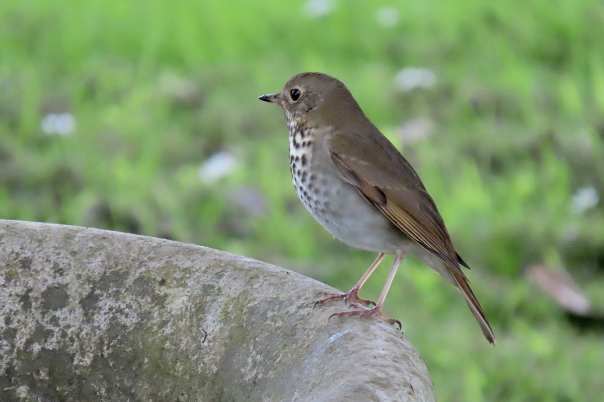 Hermit Thrush - ML643624120