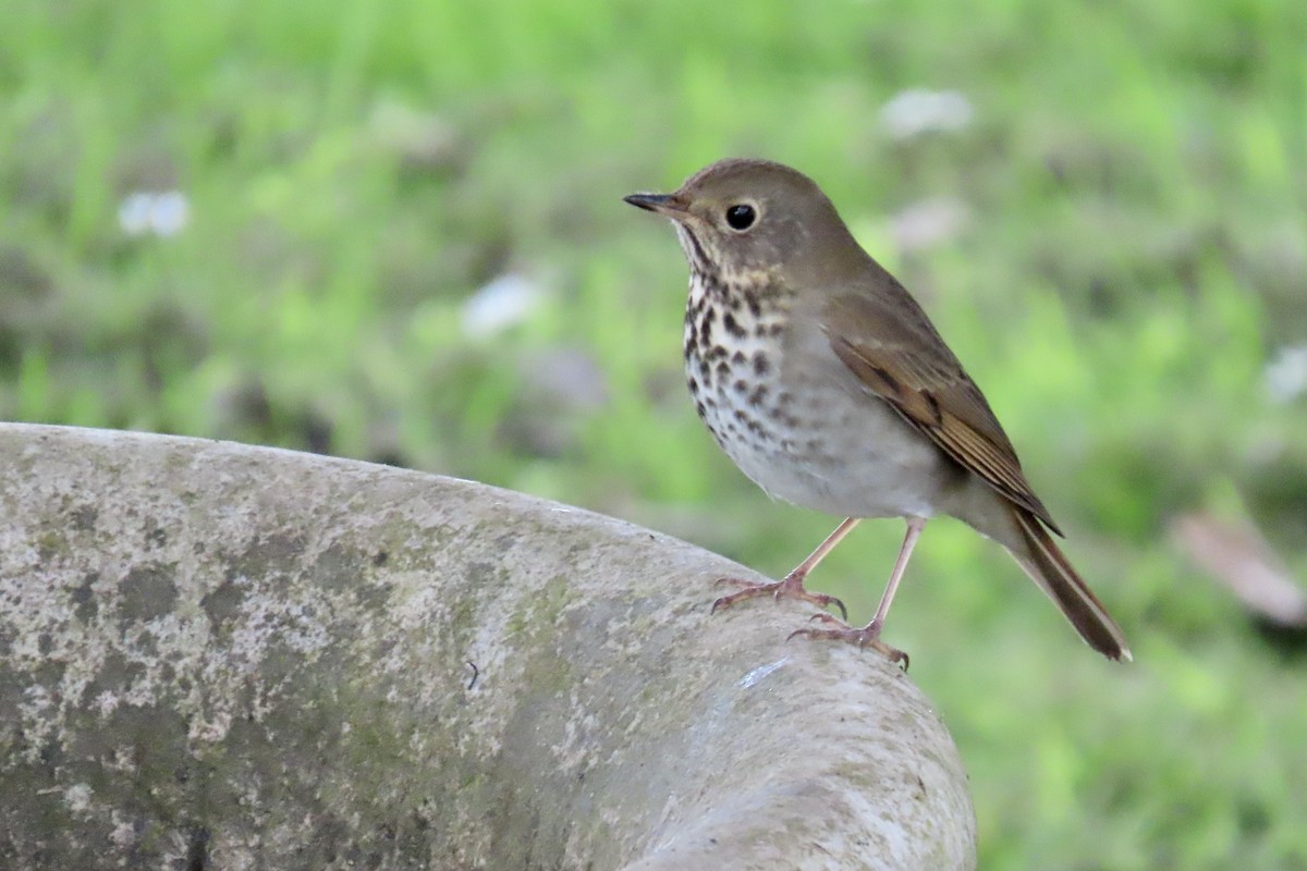 Hermit Thrush - ML643624121