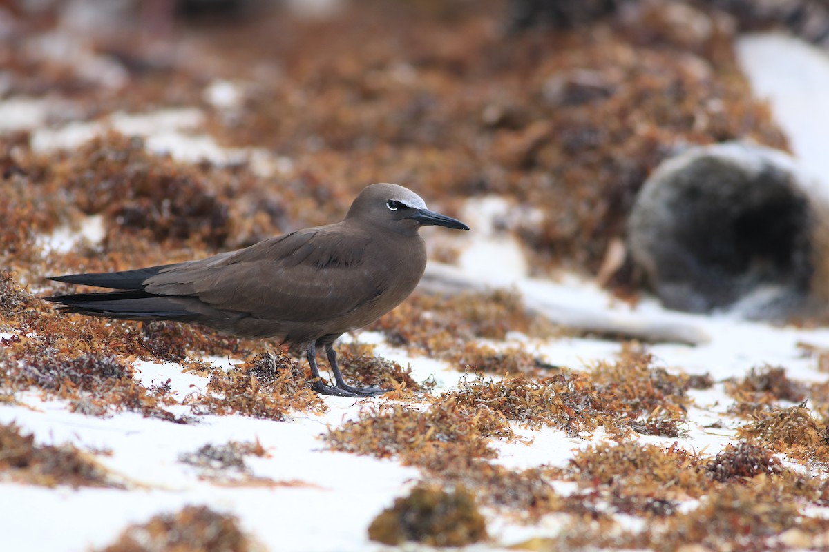 Brown Noddy - ML643624122