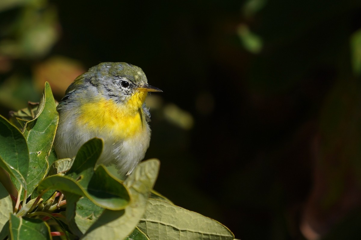 Northern Parula - ML643624125