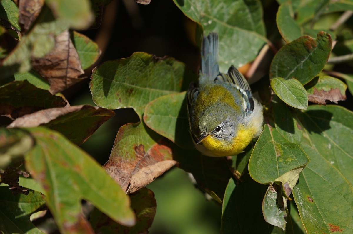 Northern Parula - ML643624126