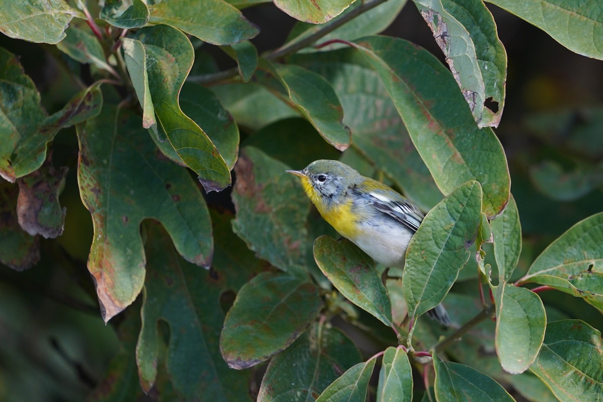Northern Parula - ML643624127