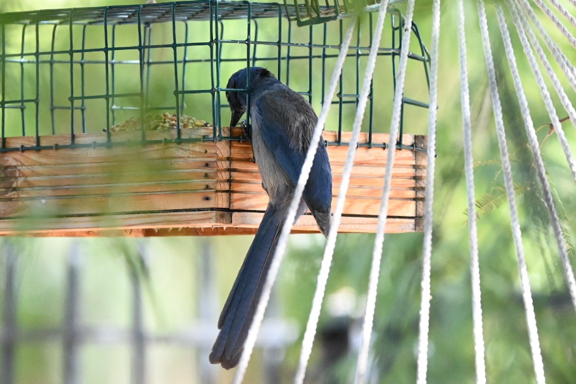 Woodhouse's Scrub-Jay - ML643624131