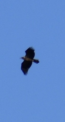 Bald Eagle - ML643624132