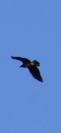 Bald Eagle - ML643624133