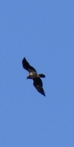 Bald Eagle - ML643624134