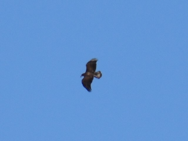 Bald Eagle - ML643624135