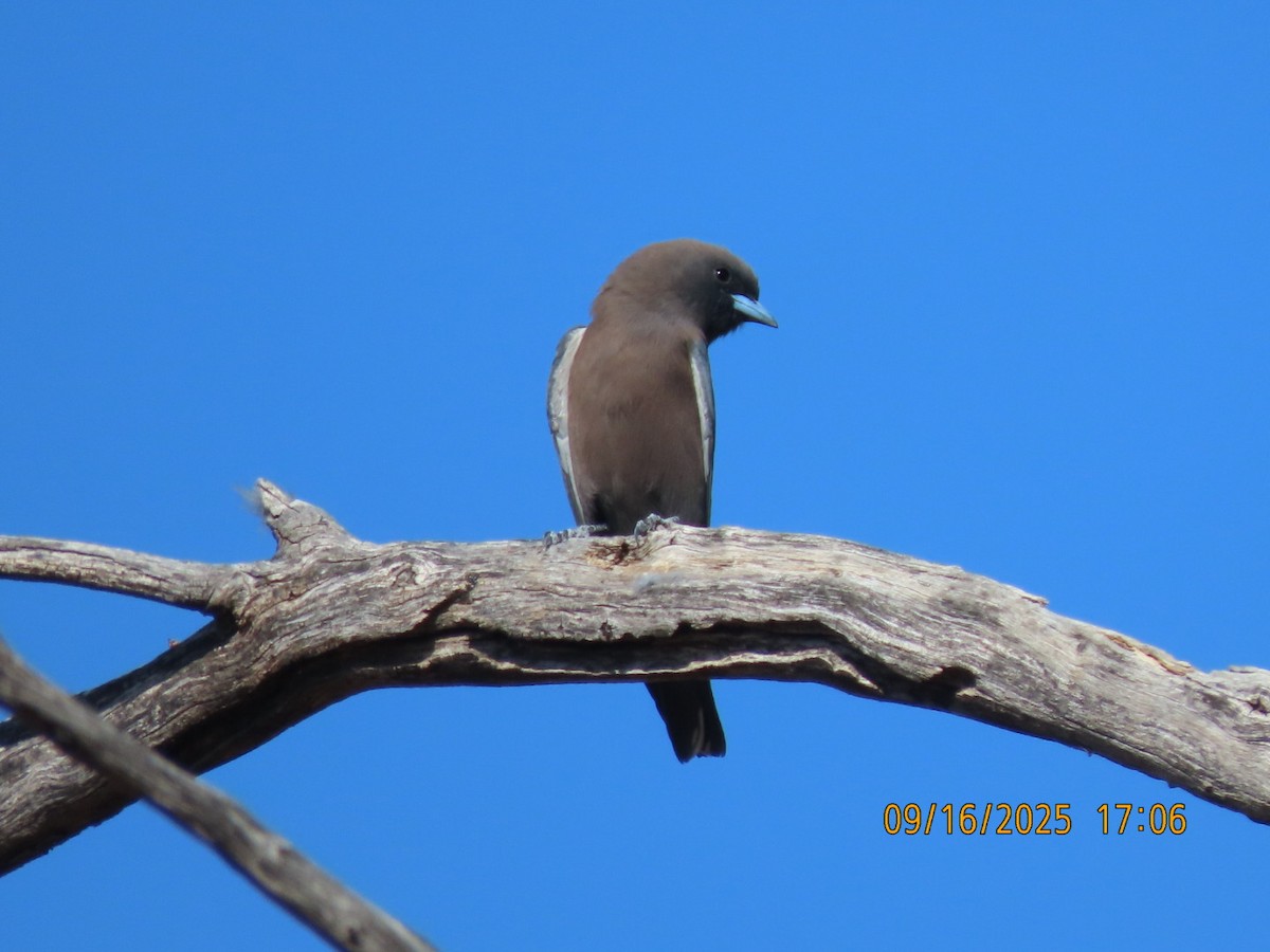 Little Woodswallow - ML643624142