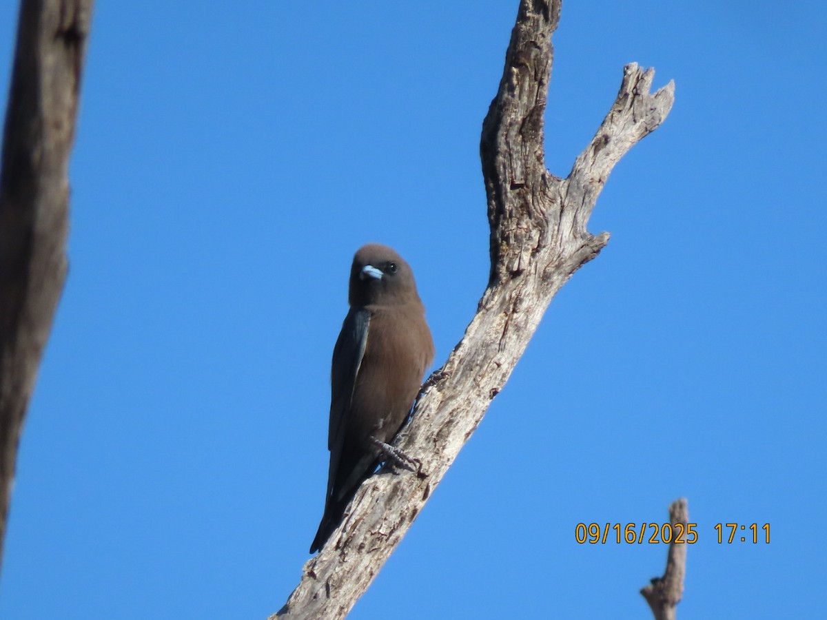 Little Woodswallow - ML643624143