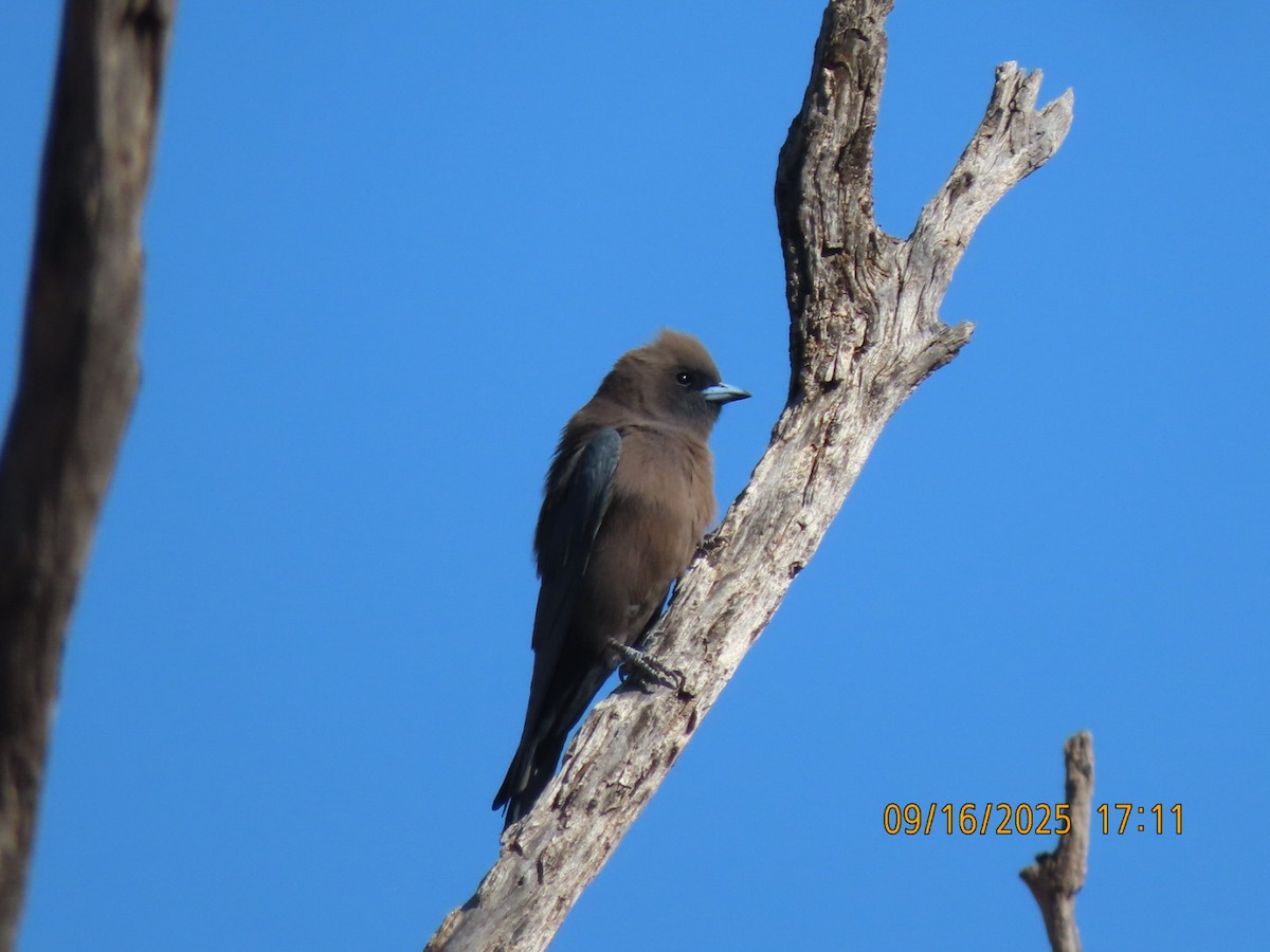 Little Woodswallow - ML643624144