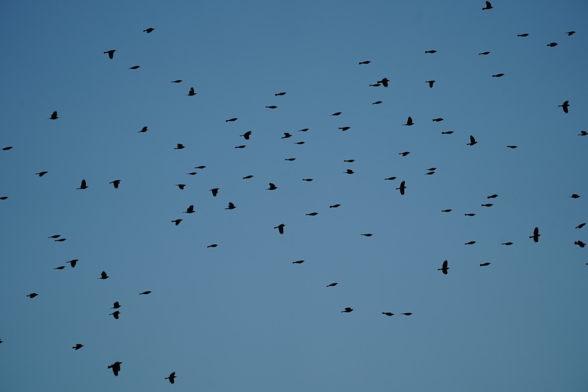 Rusty Blackbird - ML643624145