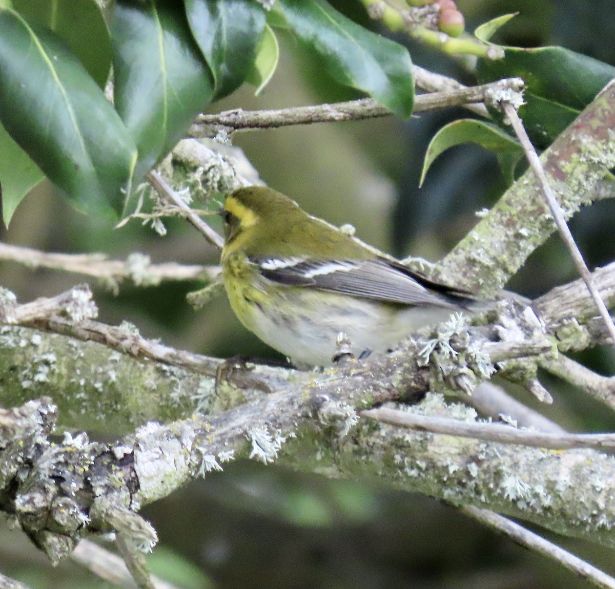 Townsend's Warbler - ML643624147