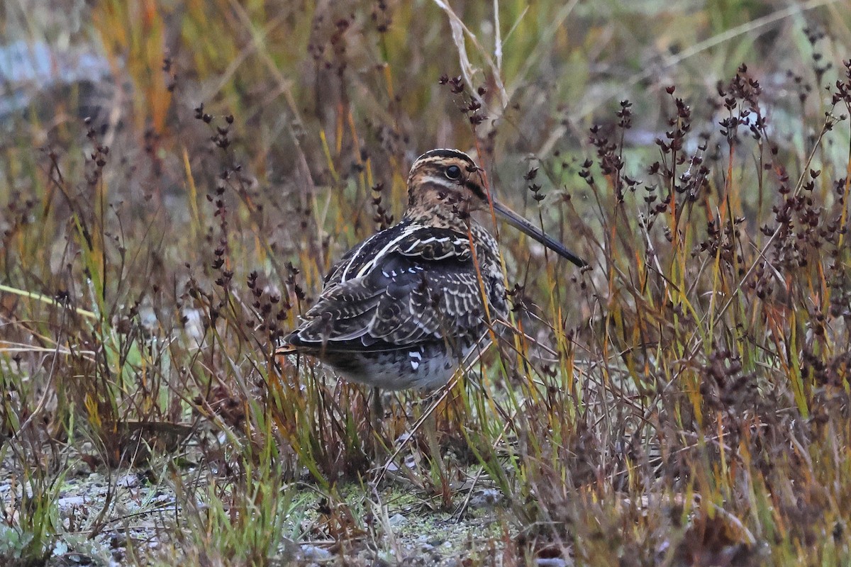 Wilson's Snipe - ML643624154