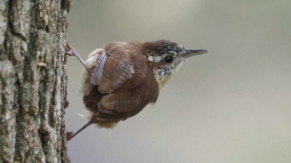 Carolina Wren - ML643624156