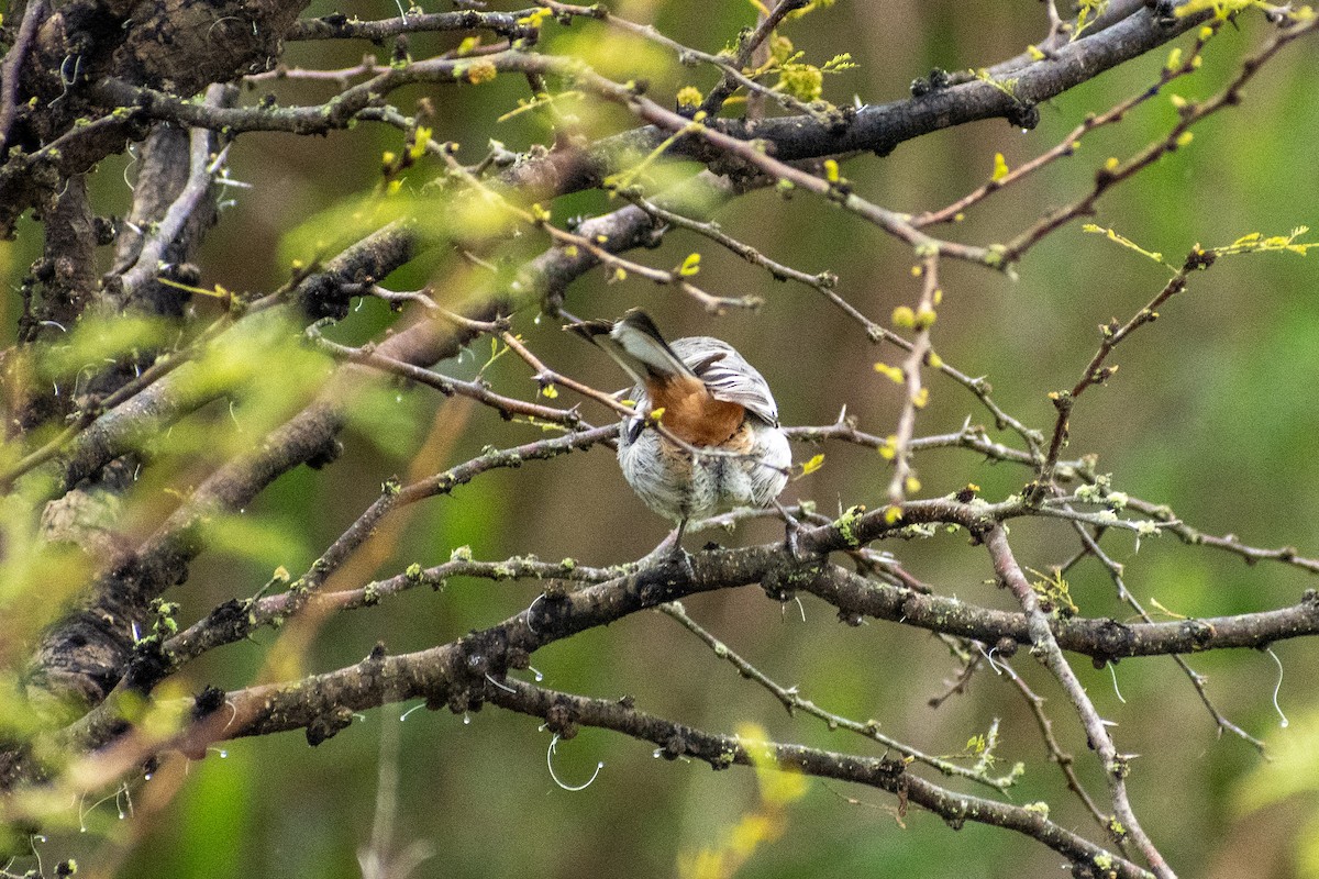 Ringed Warbling Finch - ML643624160