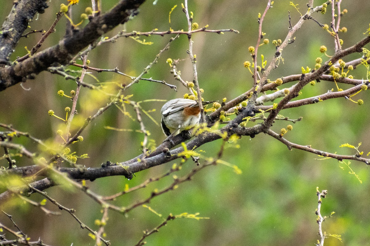 Ringed Warbling Finch - ML643624162