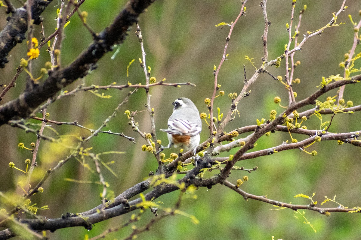 Ringed Warbling Finch - ML643624163
