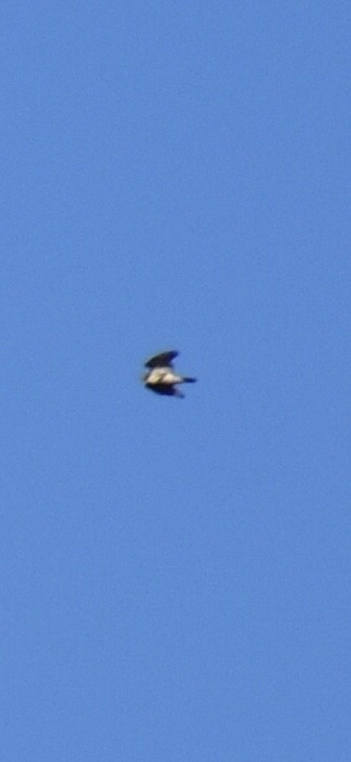Buteo sp. - ML643624166