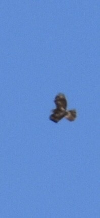 Buteo sp. - ML643624167