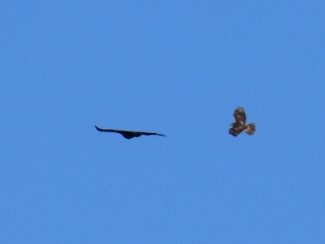 Buteo sp. - ML643624168
