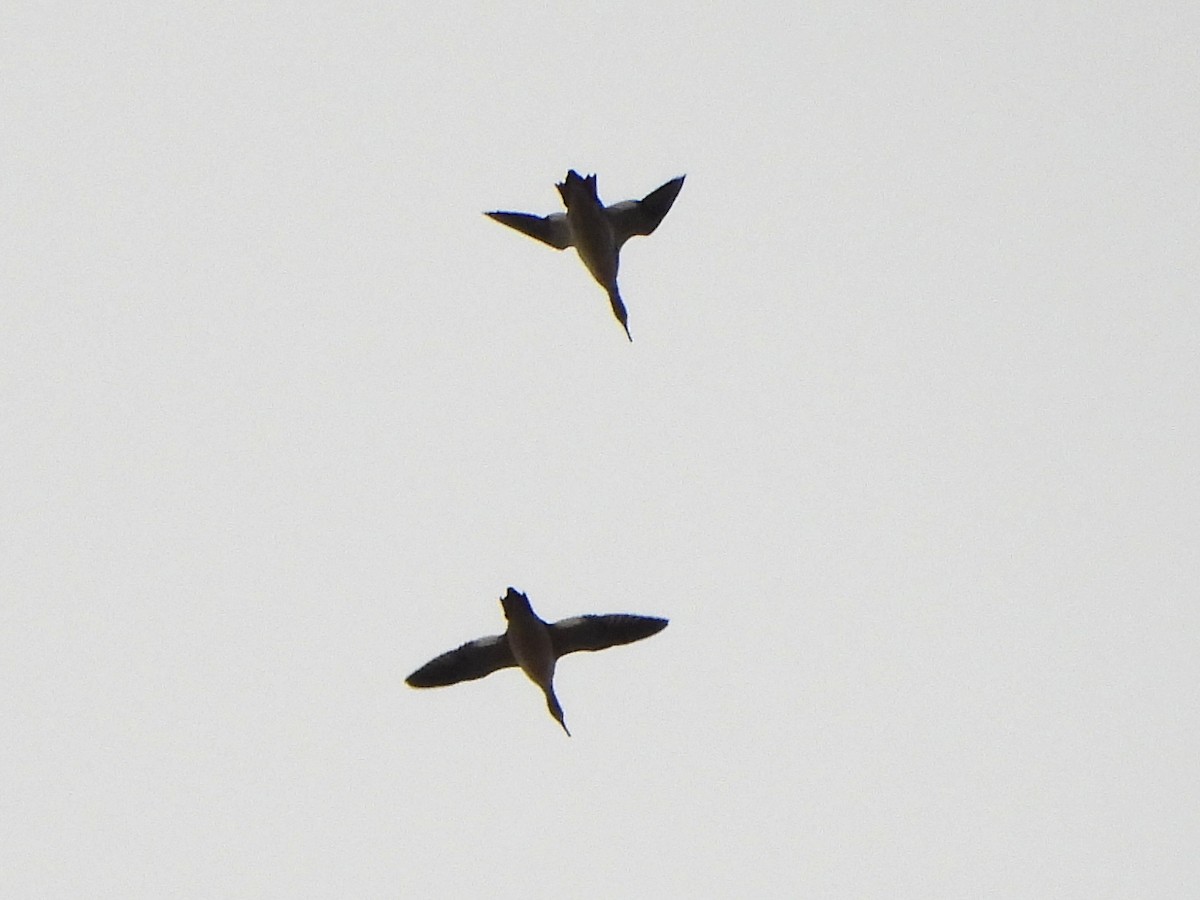 Red-breasted Merganser - ML643624169