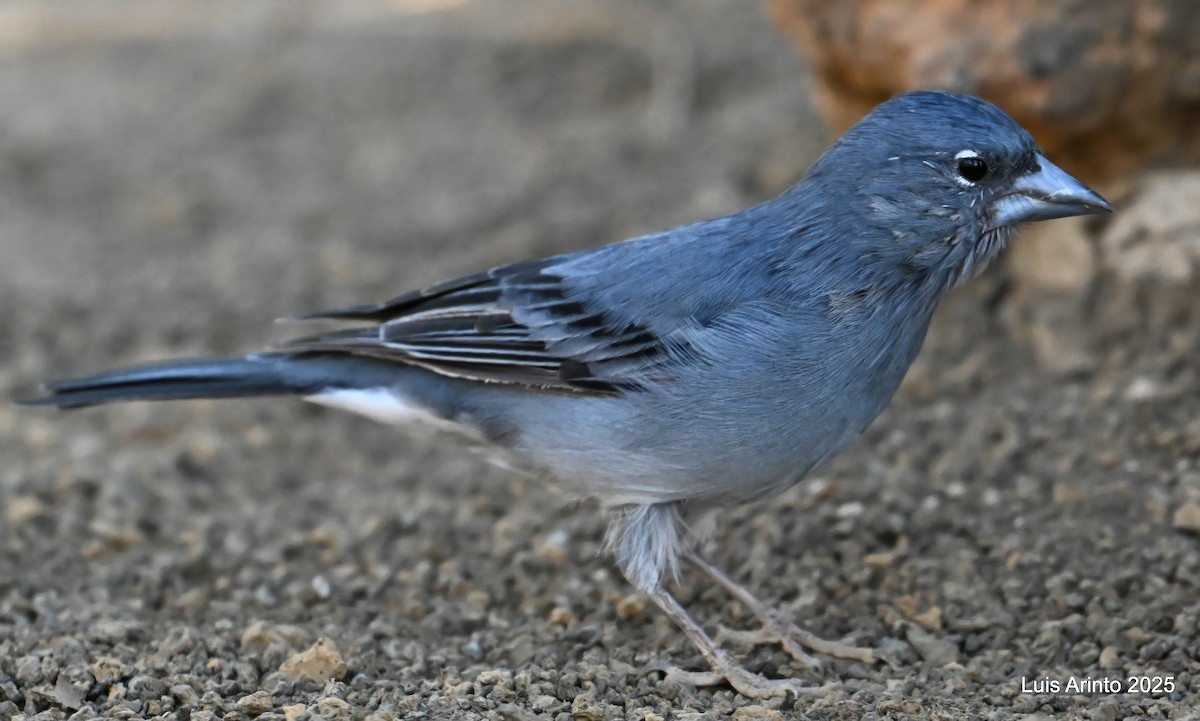 Pinson bleu - ML643624181