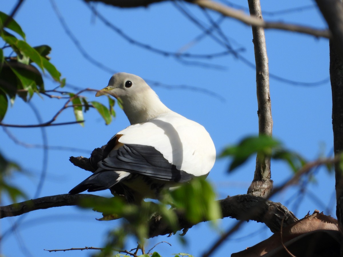 Torresian Imperial-Pigeon - ML643624189