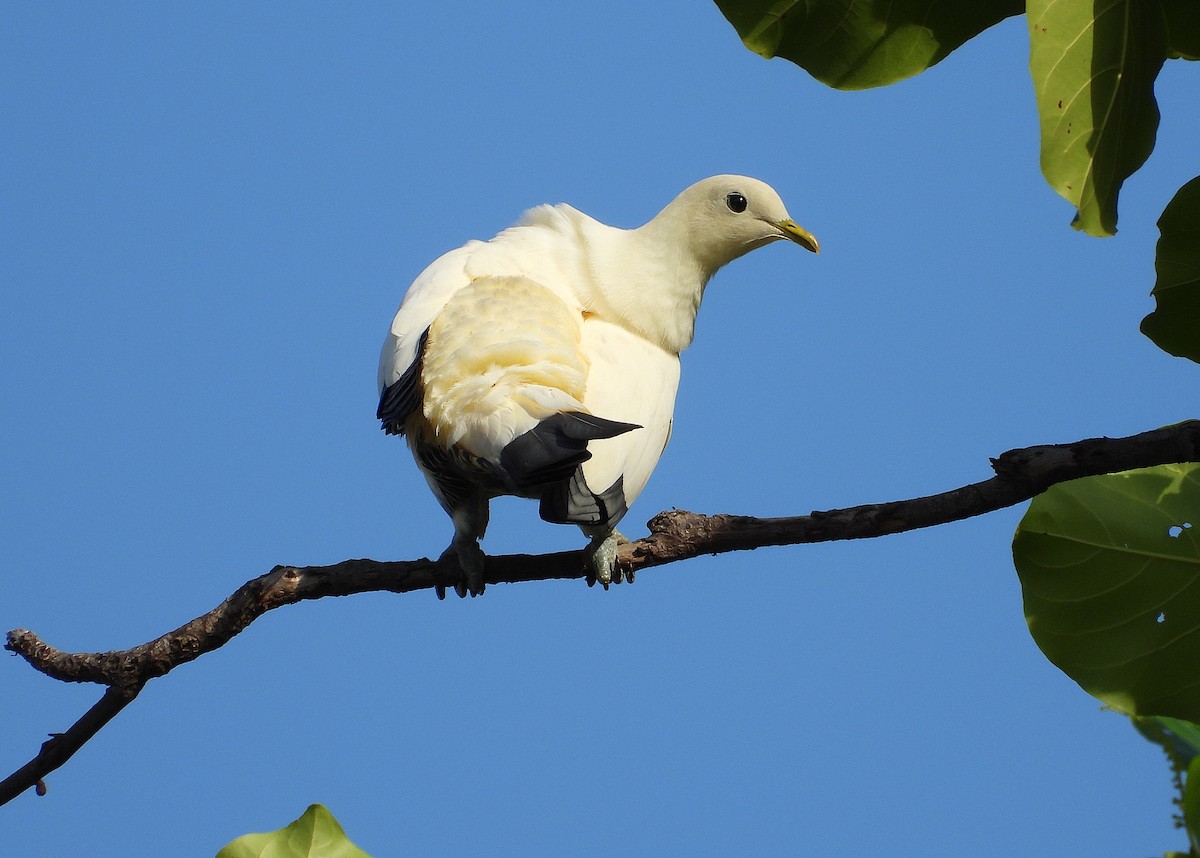 Torresian Imperial-Pigeon - ML643624197