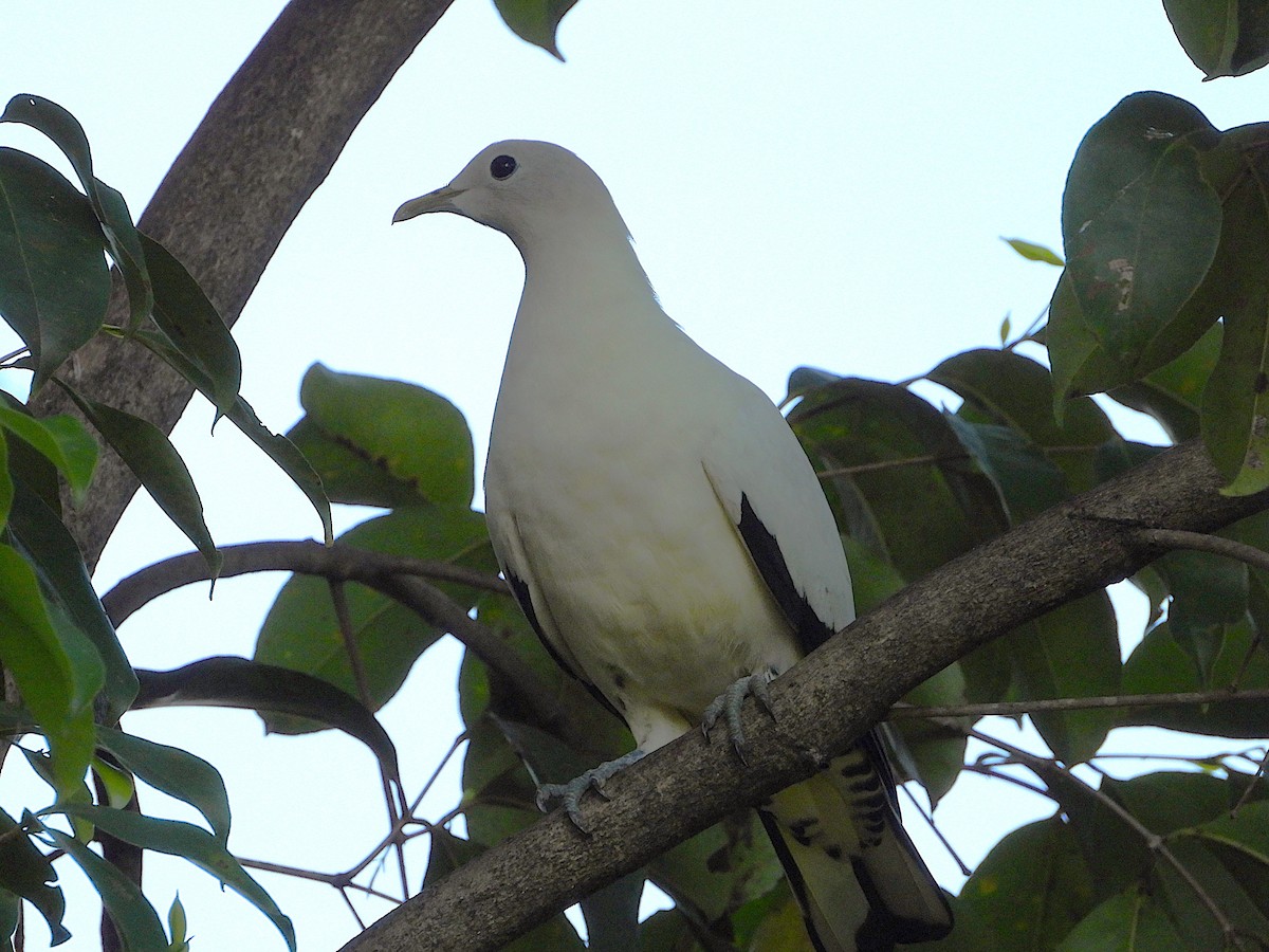 Torresian Imperial-Pigeon - ML643624201