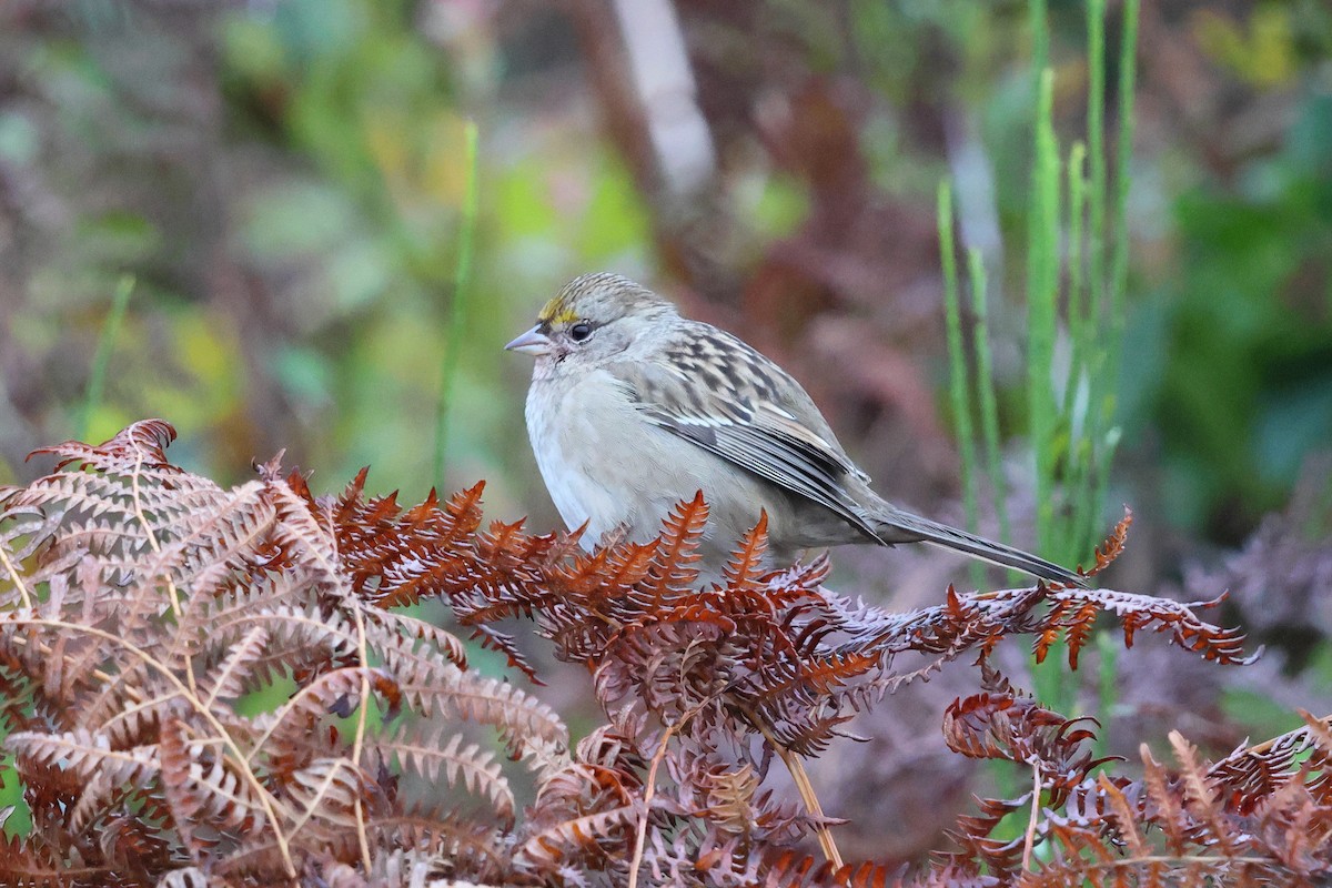 Golden-crowned Sparrow - ML643624205