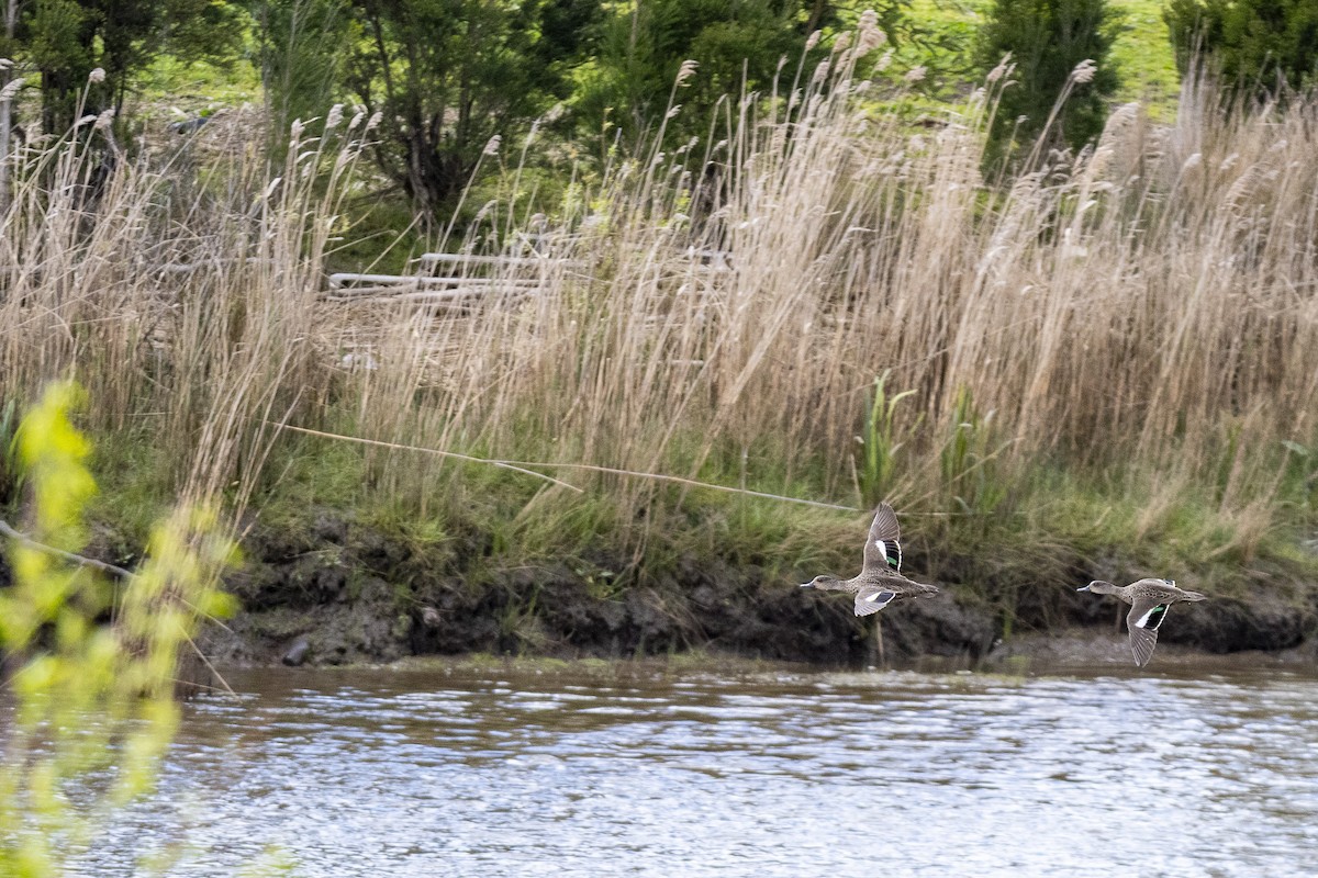 Gray Teal - ML643624206