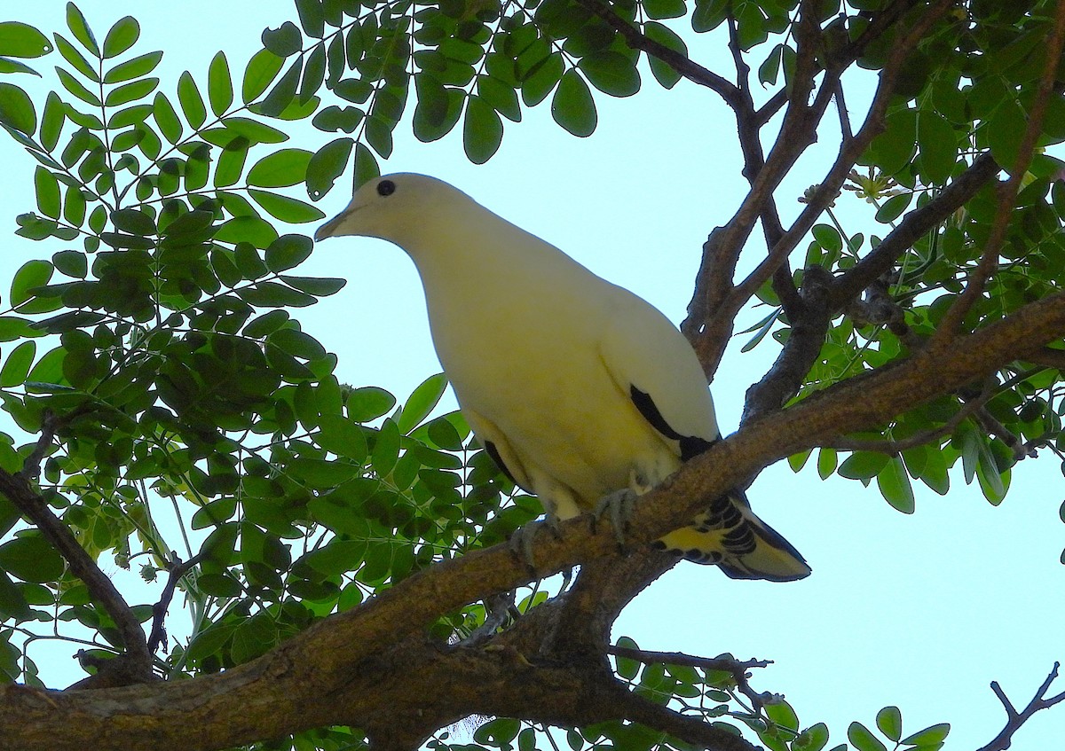 Torresian Imperial-Pigeon - ML643624207