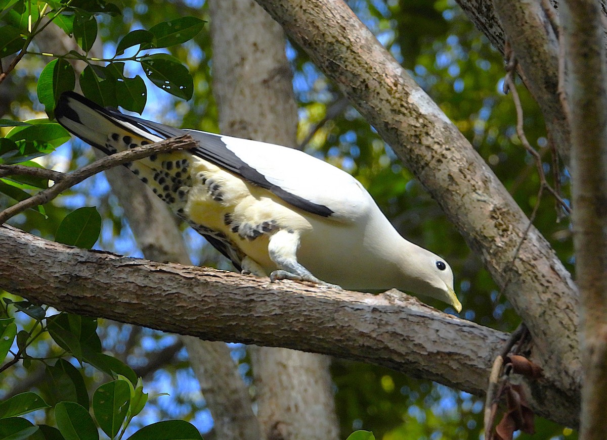 Torresian Imperial-Pigeon - ML643624210