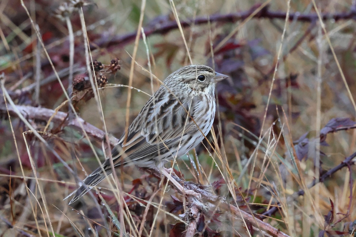 Savannah Sparrow - ML643624211