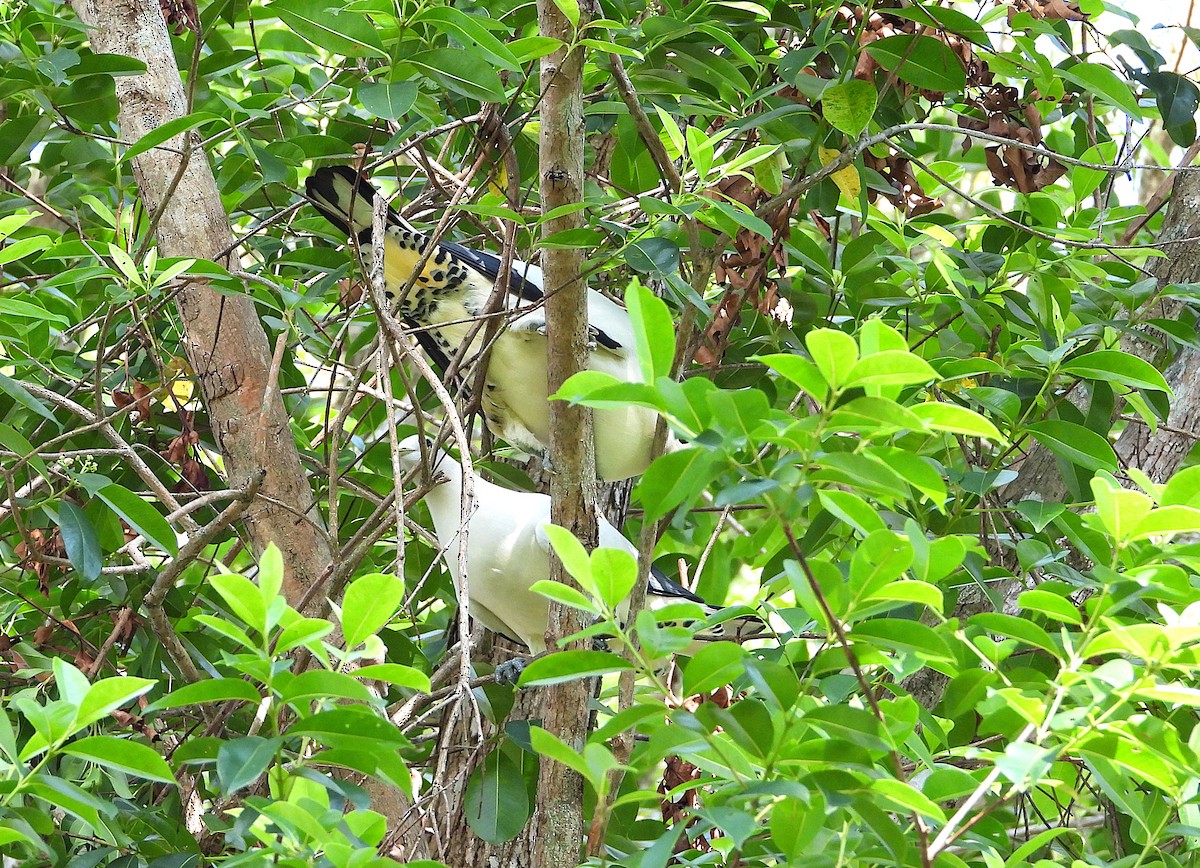 Torresian Imperial-Pigeon - ML643624212