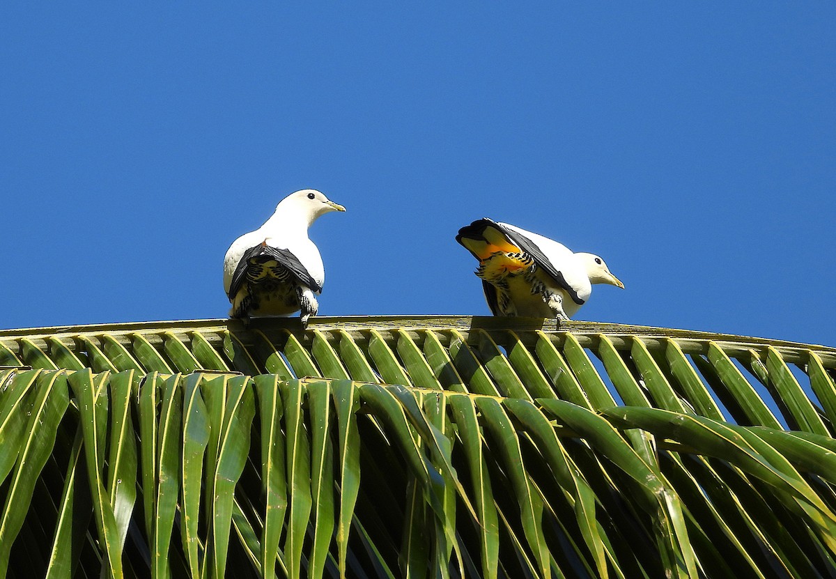 Torresian Imperial-Pigeon - ML643624219