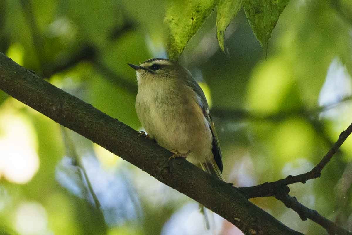 Golden-crowned Kinglet - ML643624221