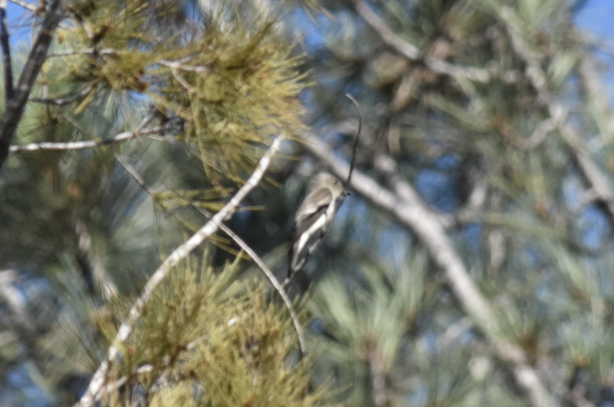 Empidonax sp. - ML643624224