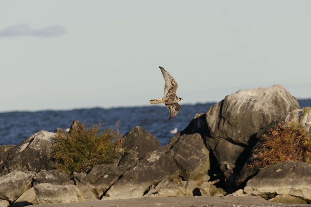 Peregrine Falcon - ML643624227