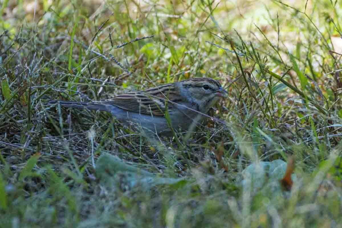 Chipping Sparrow - ML643624235