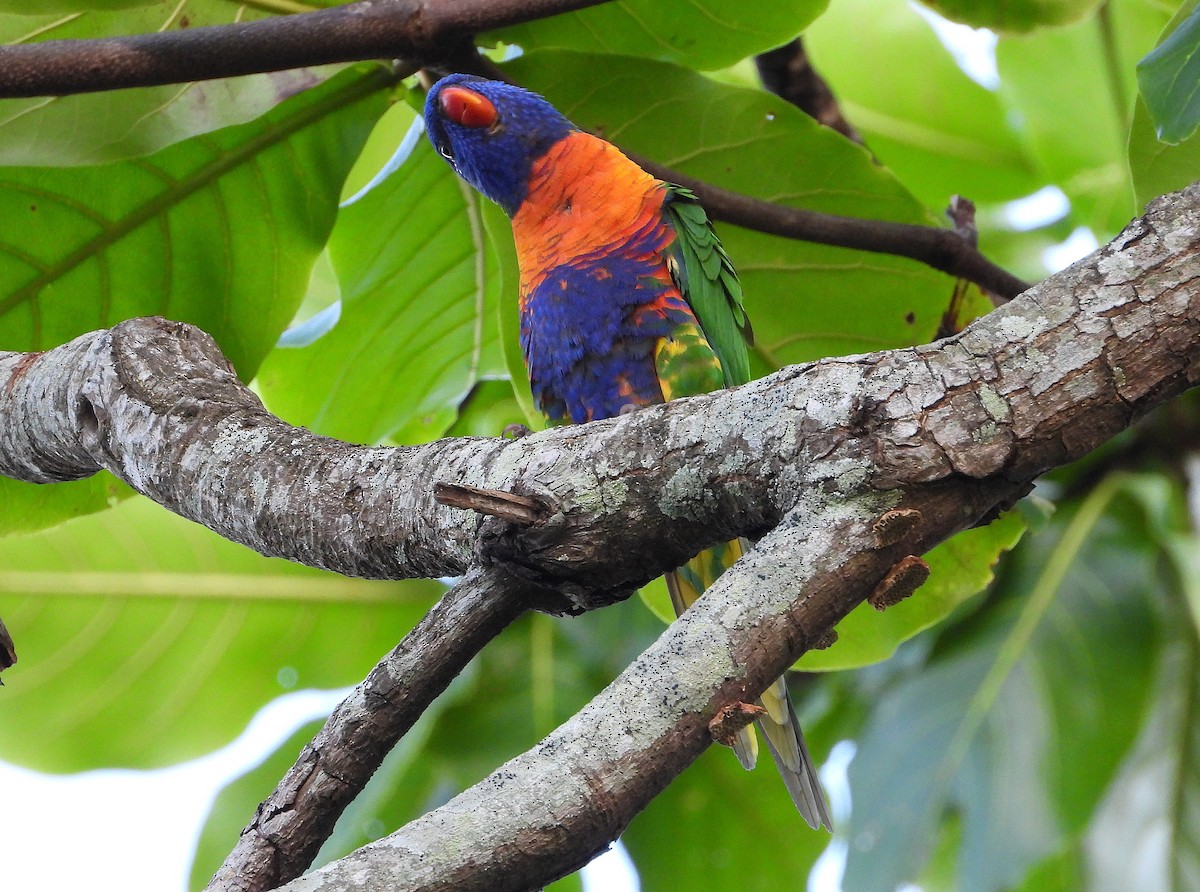 Rainbow Lorikeet - ML643624238