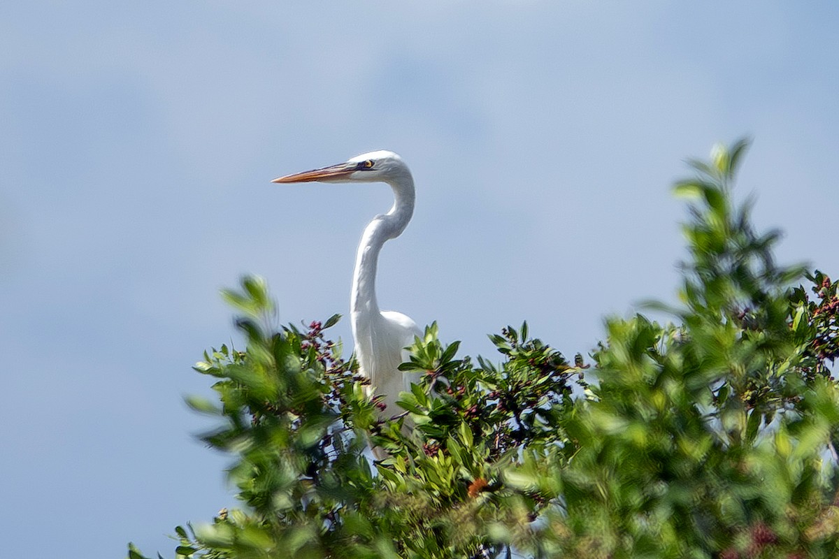 Great Blue Heron (Great White) - ML643624243