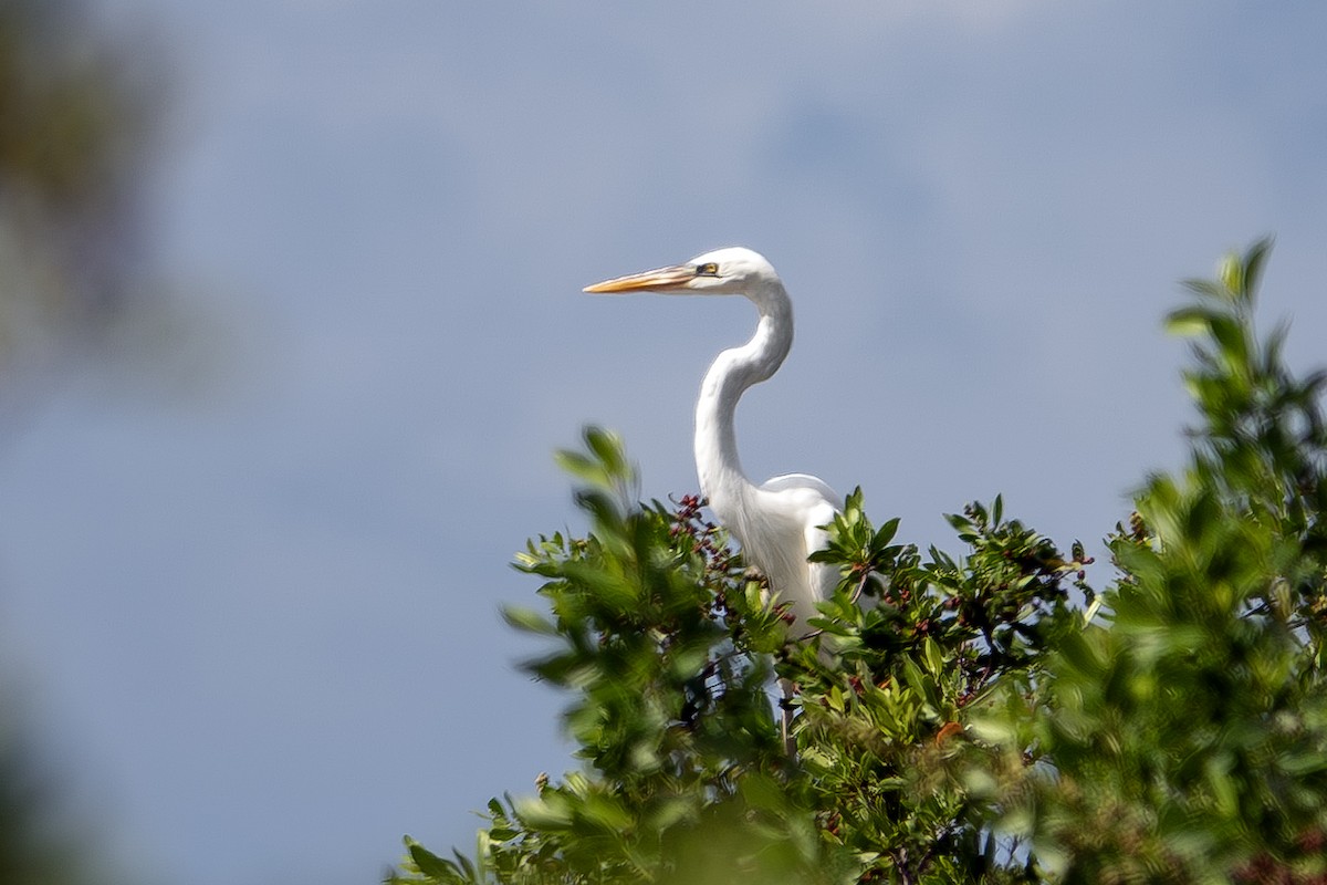 Great Blue Heron (Great White) - ML643624244