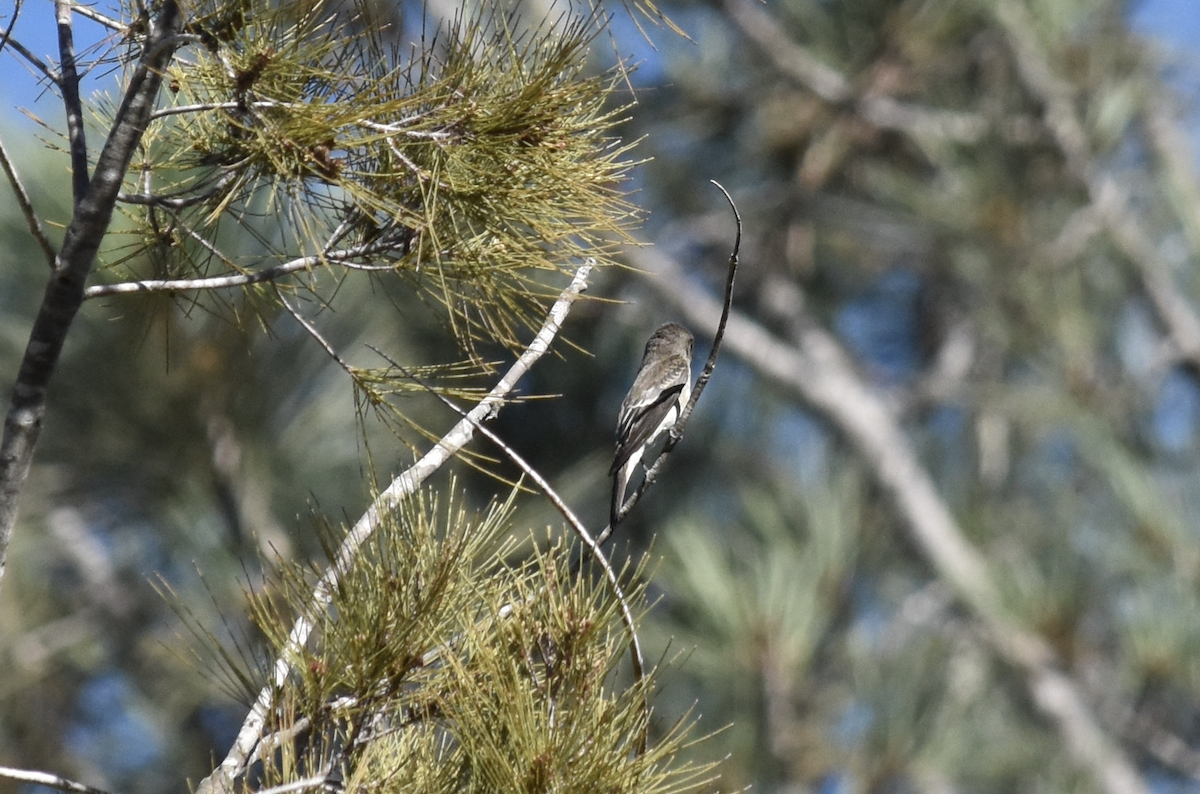 Empidonax sp. - ML643624252