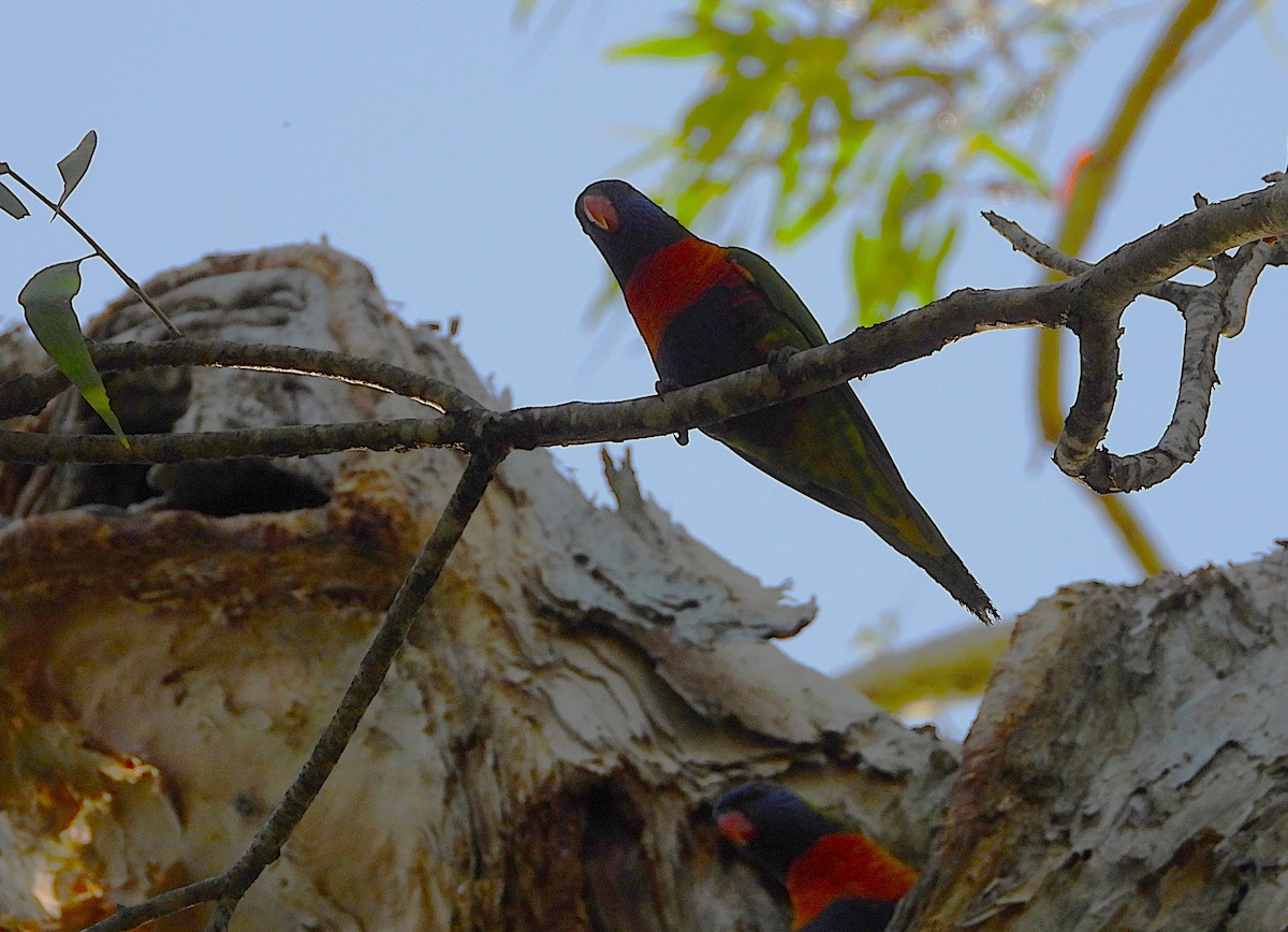 Rainbow Lorikeet - ML643624255