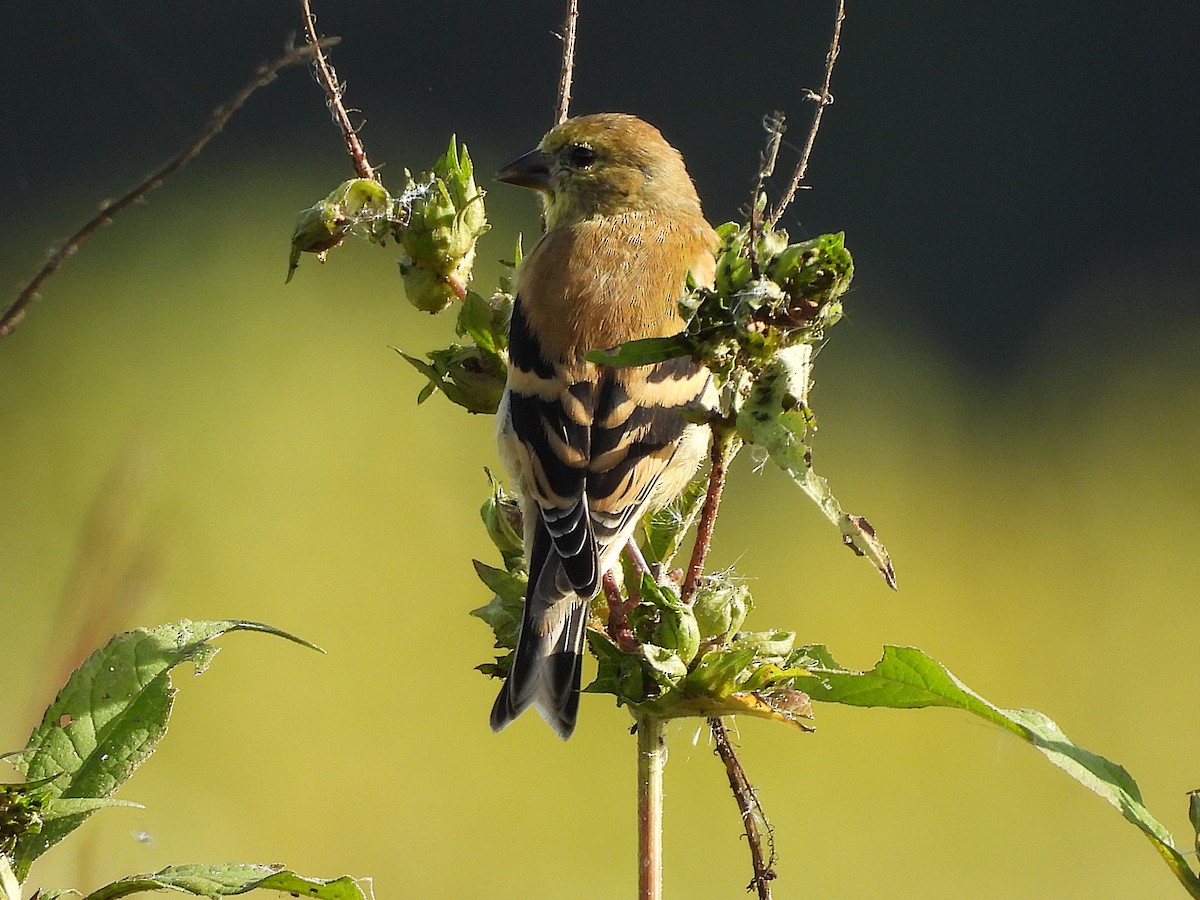 American Goldfinch - ML643624263