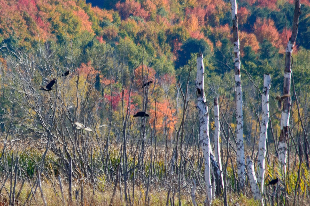 American Crow - ML643624265